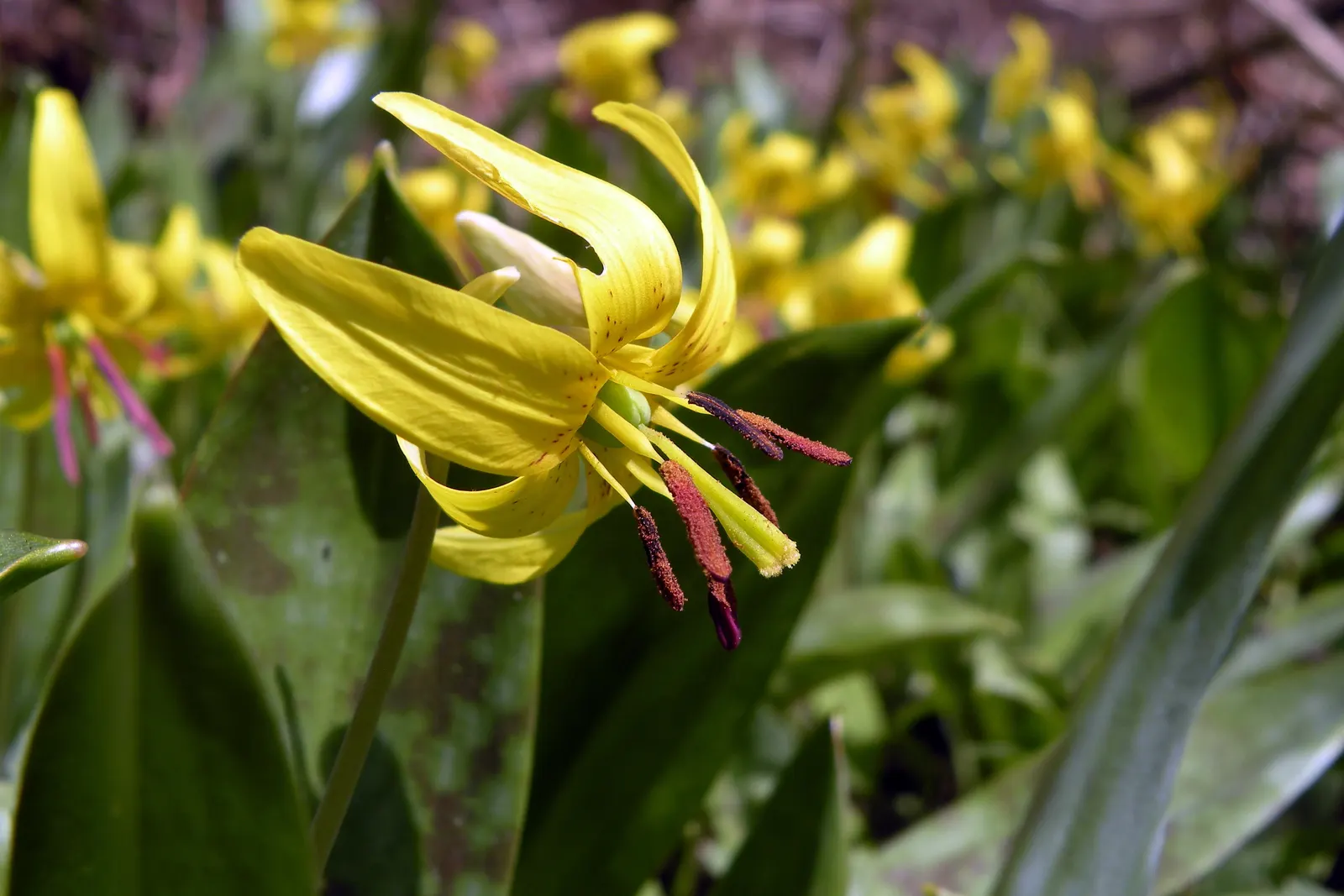 Trout Lily (Erythronium Oreganum) — consider its need for a winter chill period to bloom abundantly