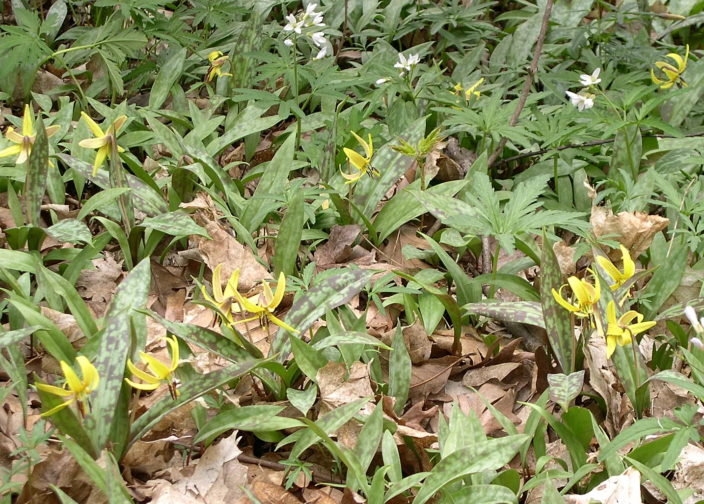 Trout Lily (Erythronium Oreganum) — bulb for full or half or shade; allowing other summer-blooming plants to take center stage