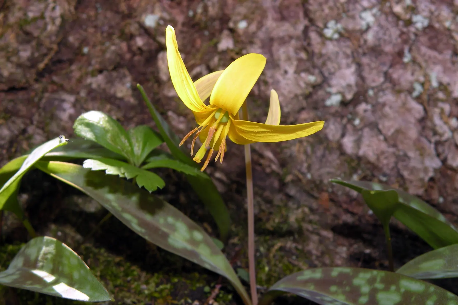 Trout Lily (Erythronium Oreganum) — the Trout Lily is a low-maintenance ground cover that won't overshadow other plants; bulb for full or half or, image 93