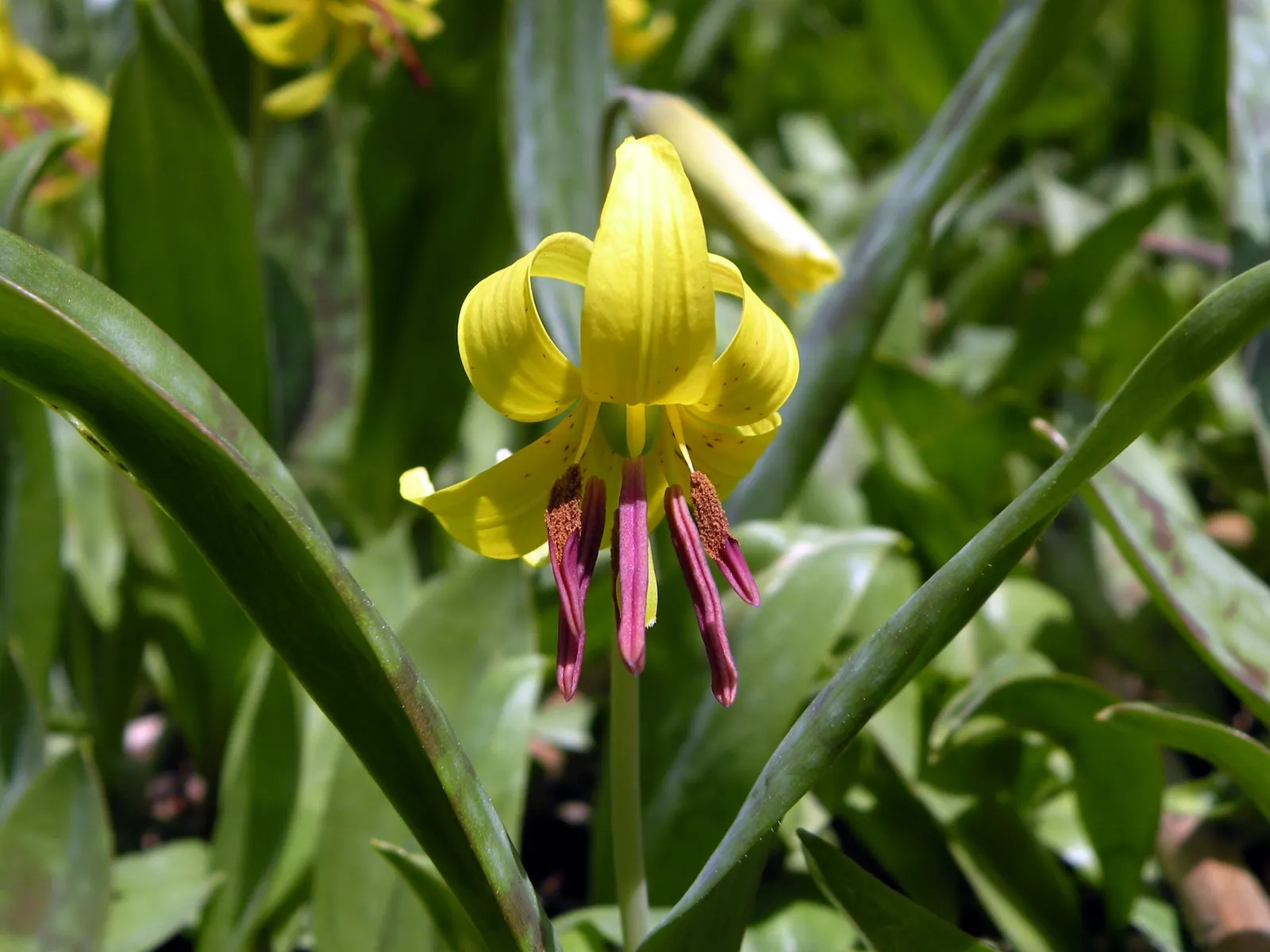 Trout Lily (Erythronium Oreganum) — Erythronium oreganum, or Trout Lily, is a charming spring ephemeral, flourishing in USDA zones 3-9; preferring, image 55