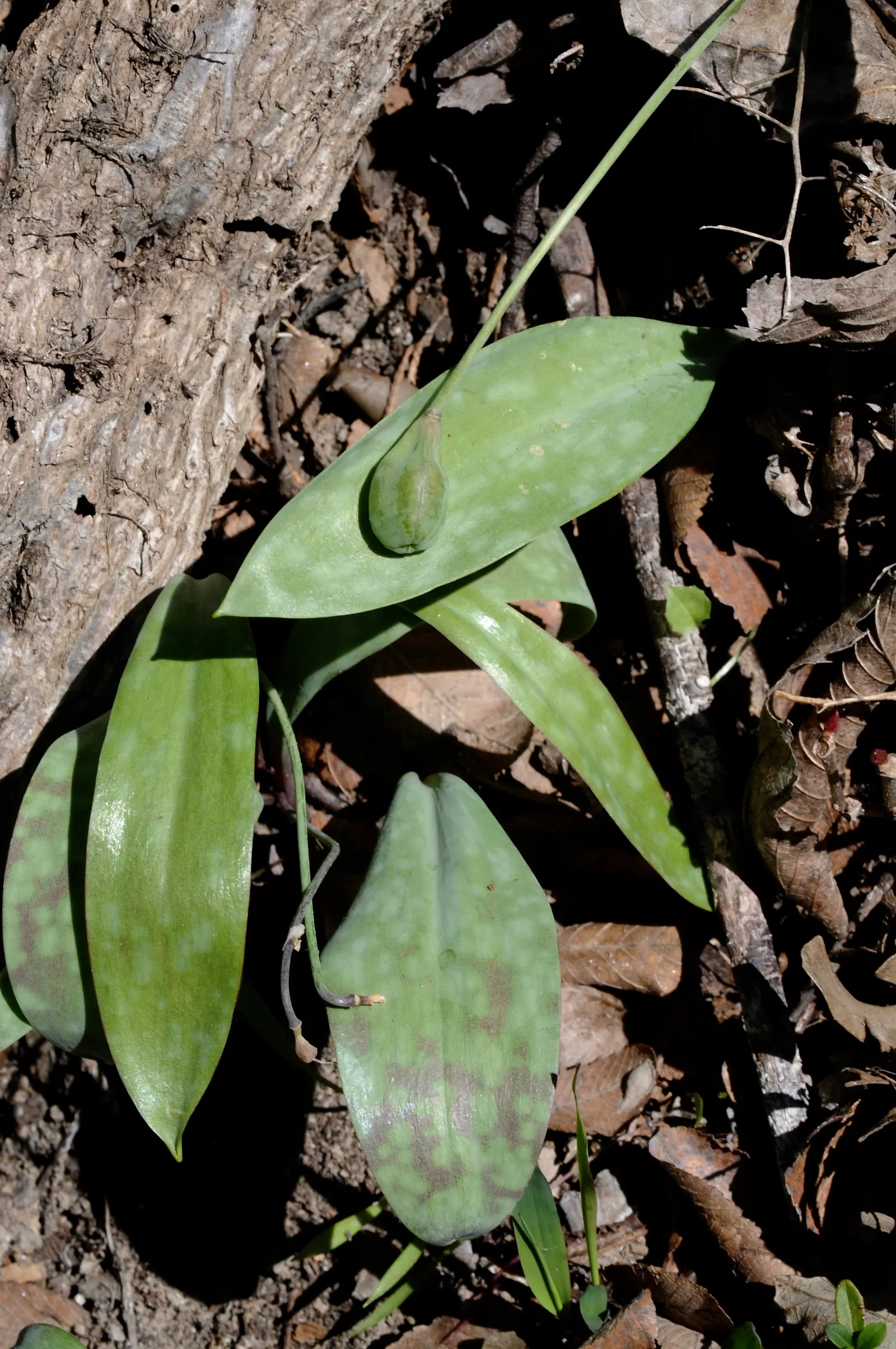 Trout Lily (Erythronium Oreganum) — achieved through rhizomes and seed dispersal; showcasing mottled leaves resembling trout patterns, it spans up to 8 inches