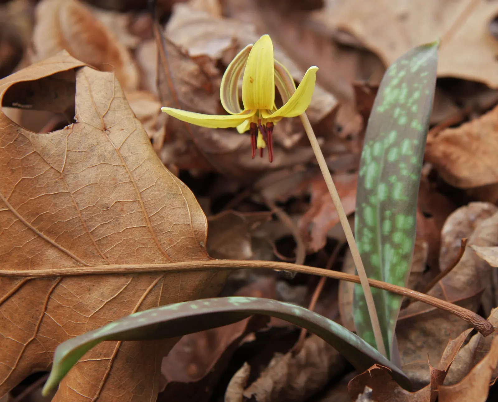 Trout Lily (Erythronium Oreganum) — They are tolerant of a pH range from mildly acidic to neutral; erythronium oreganum, or Trout Lily, is a, image 97