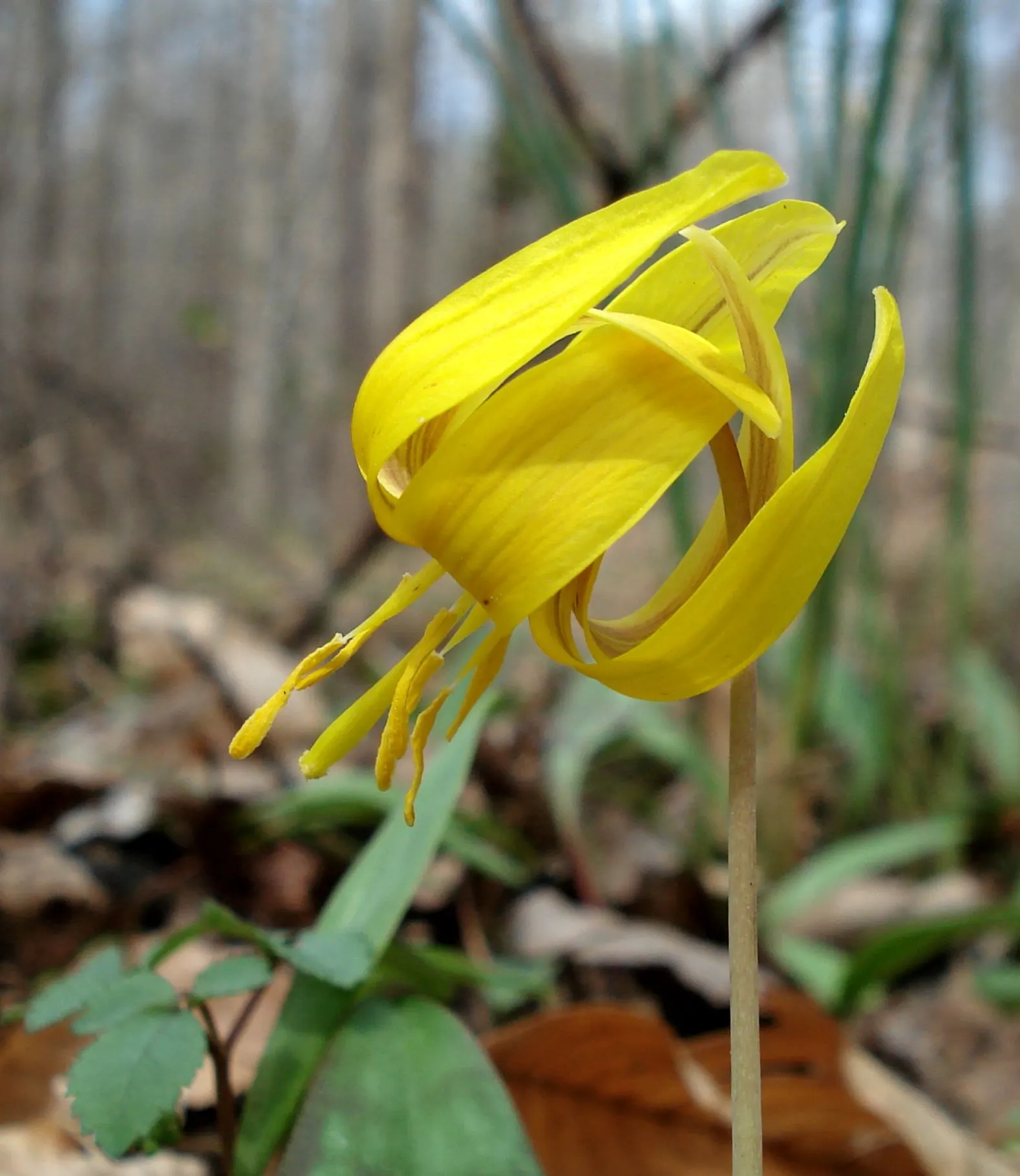 Trout Lily (Erythronium Oreganum) — In April-May, its solitary, drooping yellow flowers, about 1-3 inches across, present atop slender stems, image 57