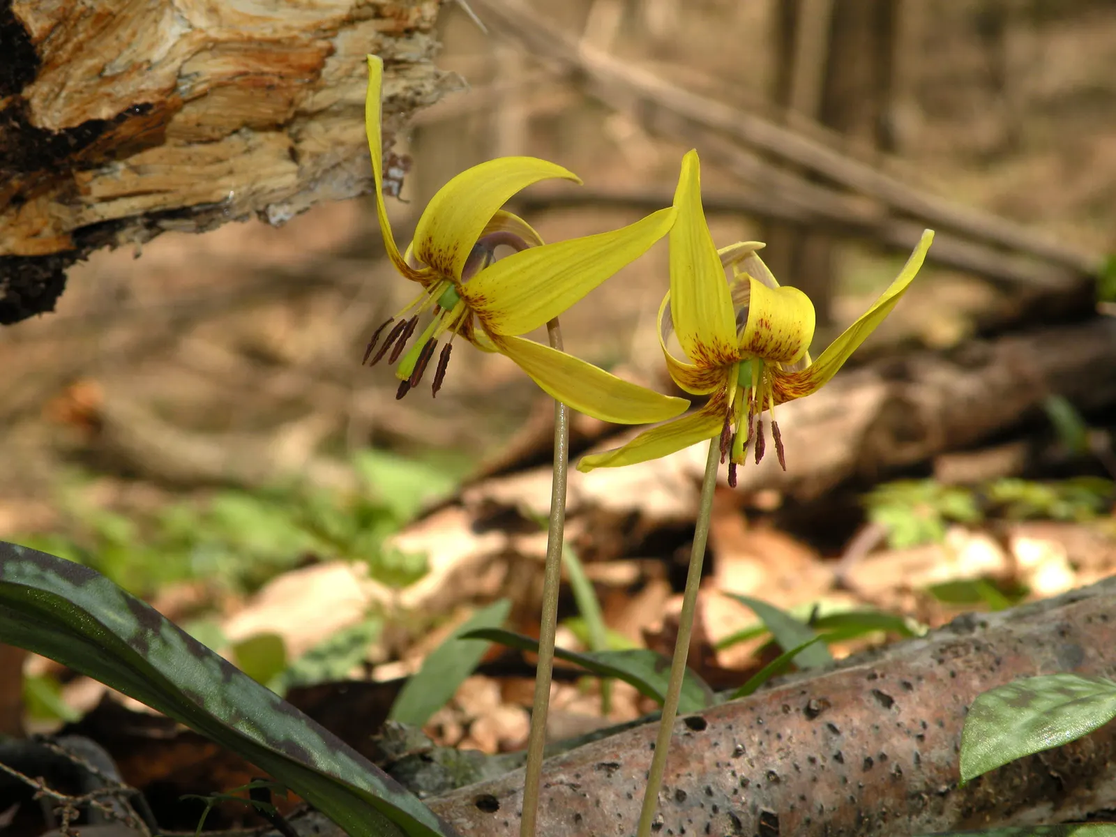 Trout Lily (Erythronium Oreganum) — Ideal for naturalizing, it offers subtle beauty and low maintenance, image 32
