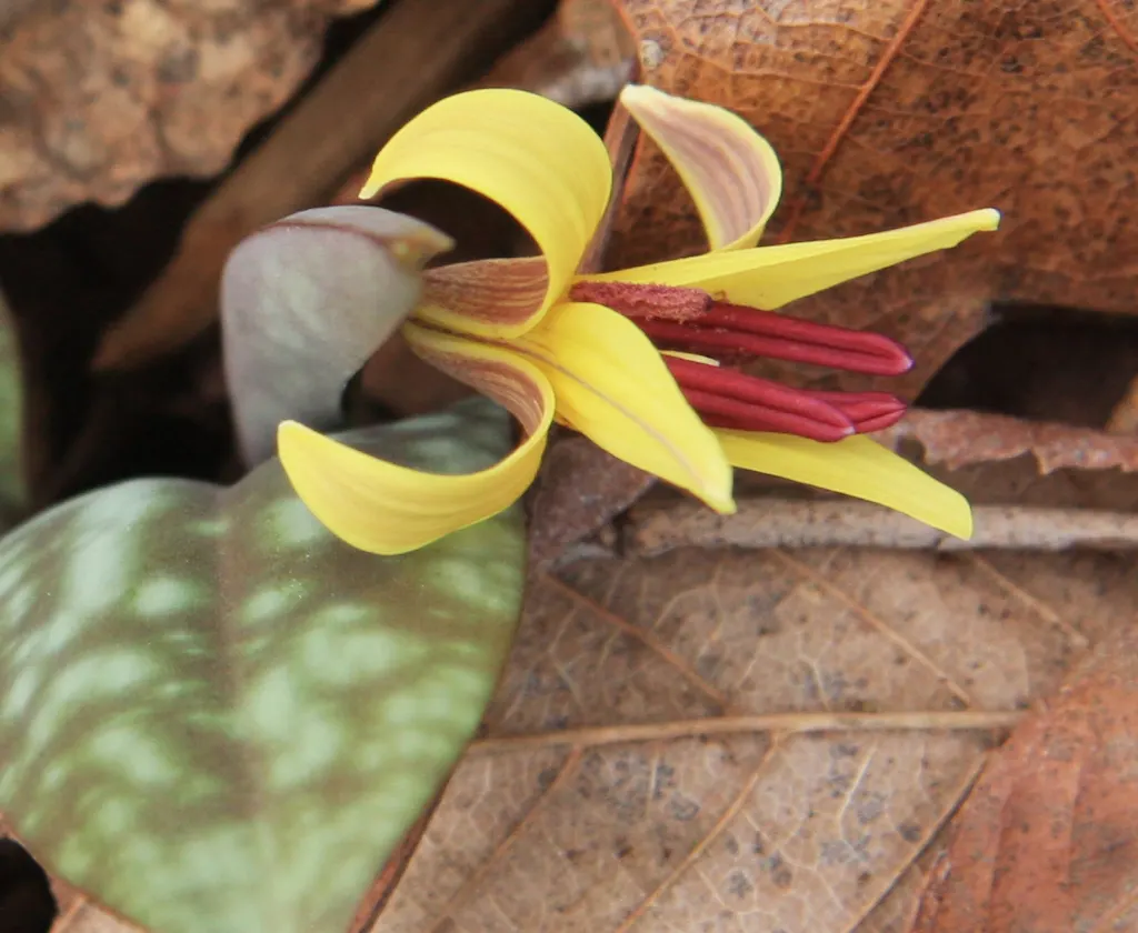 Trout Lily (Erythronium Oreganum) — Showcasing mottled leaves resembling trout patterns, it spans up to 8 inches; with a spread of 4 to 6 inches, image 83