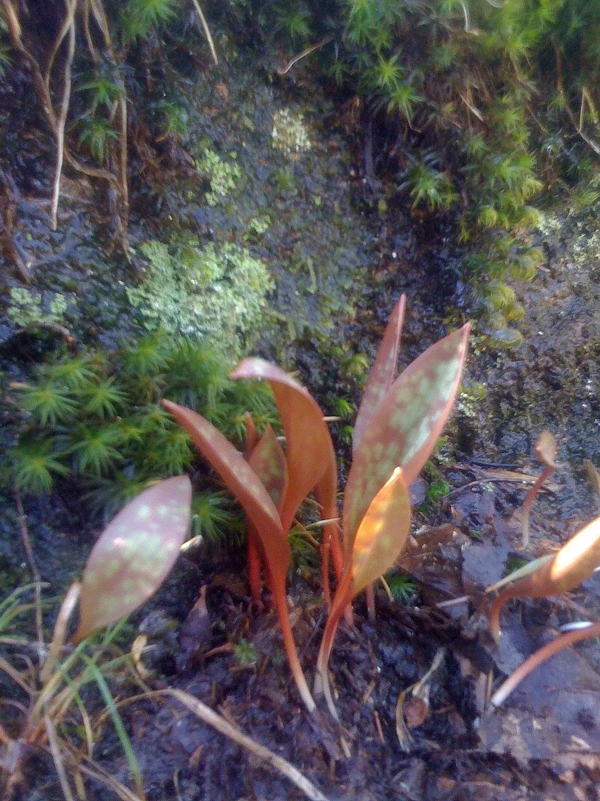 Trout Lily (Erythronium Oreganum) — well-drained soils rich in organic matter, image 68