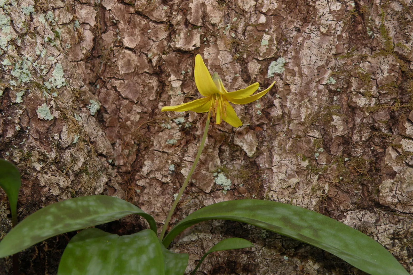 Trout Lily (Erythronium Oreganum) — Preferring moist, acidic soil, it thrives under dappled sunlight in woodland gardens, spreading via corms, image 112
