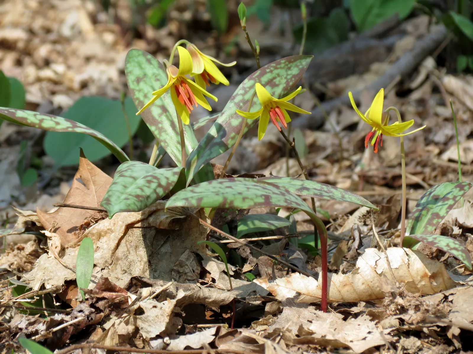 Trout Lily (Erythronium Oreganum) — When incorporating Erythronium oreganum into your landscape design