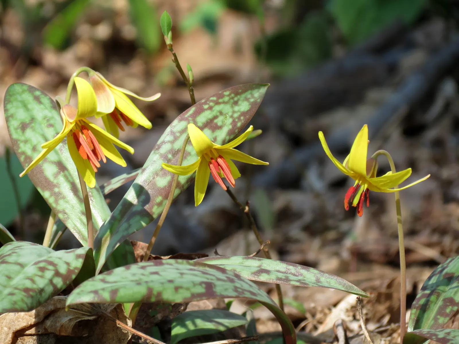 Trout Lily (Erythronium Oreganum) — should be accounted for to ensure proper spacing and propagation expectations; reminiscent of a trout's patterns, image 102