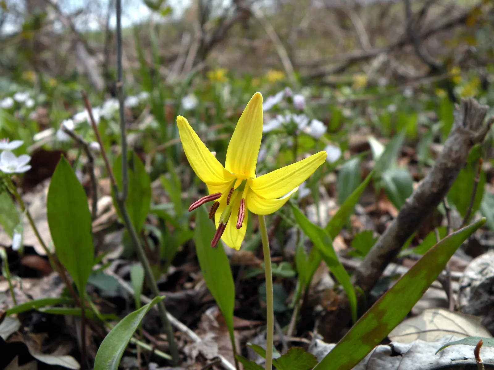 Trout Lily (Erythronium Oreganum) — When incorporating Erythronium oreganum into your landscape design; with its distinctive mottled leaves, image 71