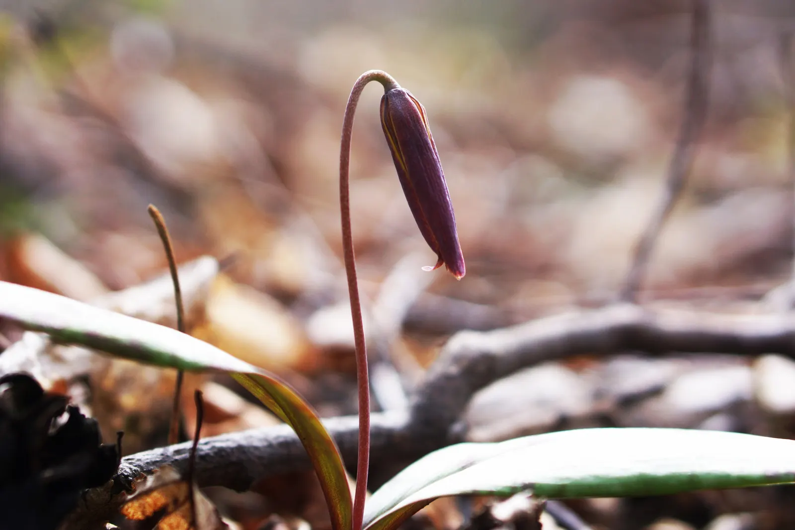 Trout Lily (Erythronium Oreganum) — allowing other summer-blooming plants to take center stage; in April-May, its solitary, drooping yellow, image 105