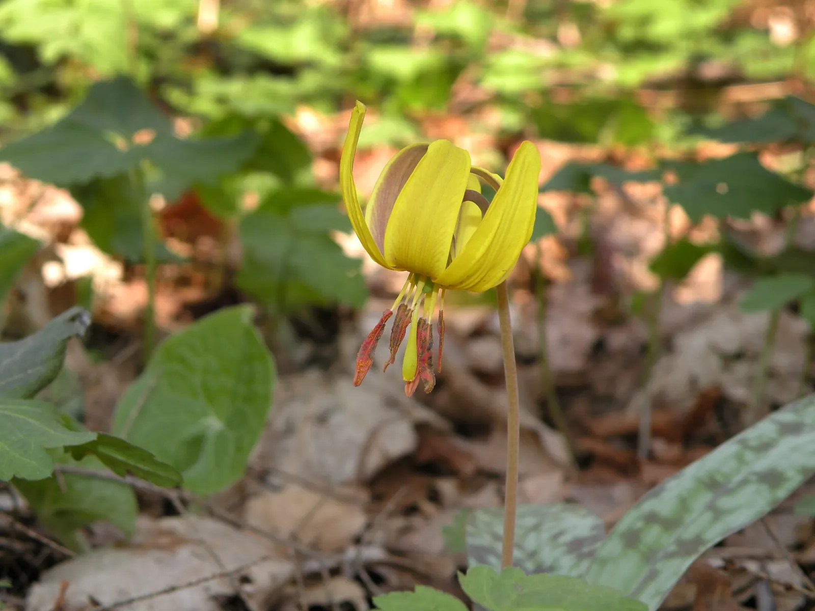 Trout Lily (Erythronium Oreganum) — scientifically known as Erythronium oreganum; the Trout Lily is a low-maintenance ground cover that won't, image 114
