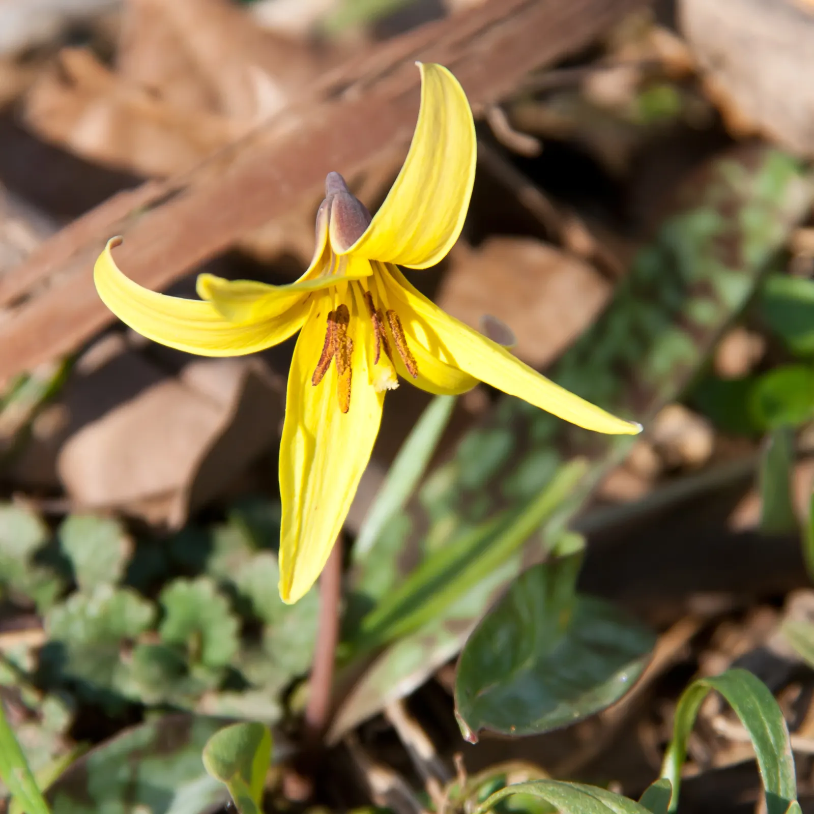 Trout Lily (Erythronium Oreganum) — the plant's slow colonization patterns; trout Lilies are ephemeral, image 100