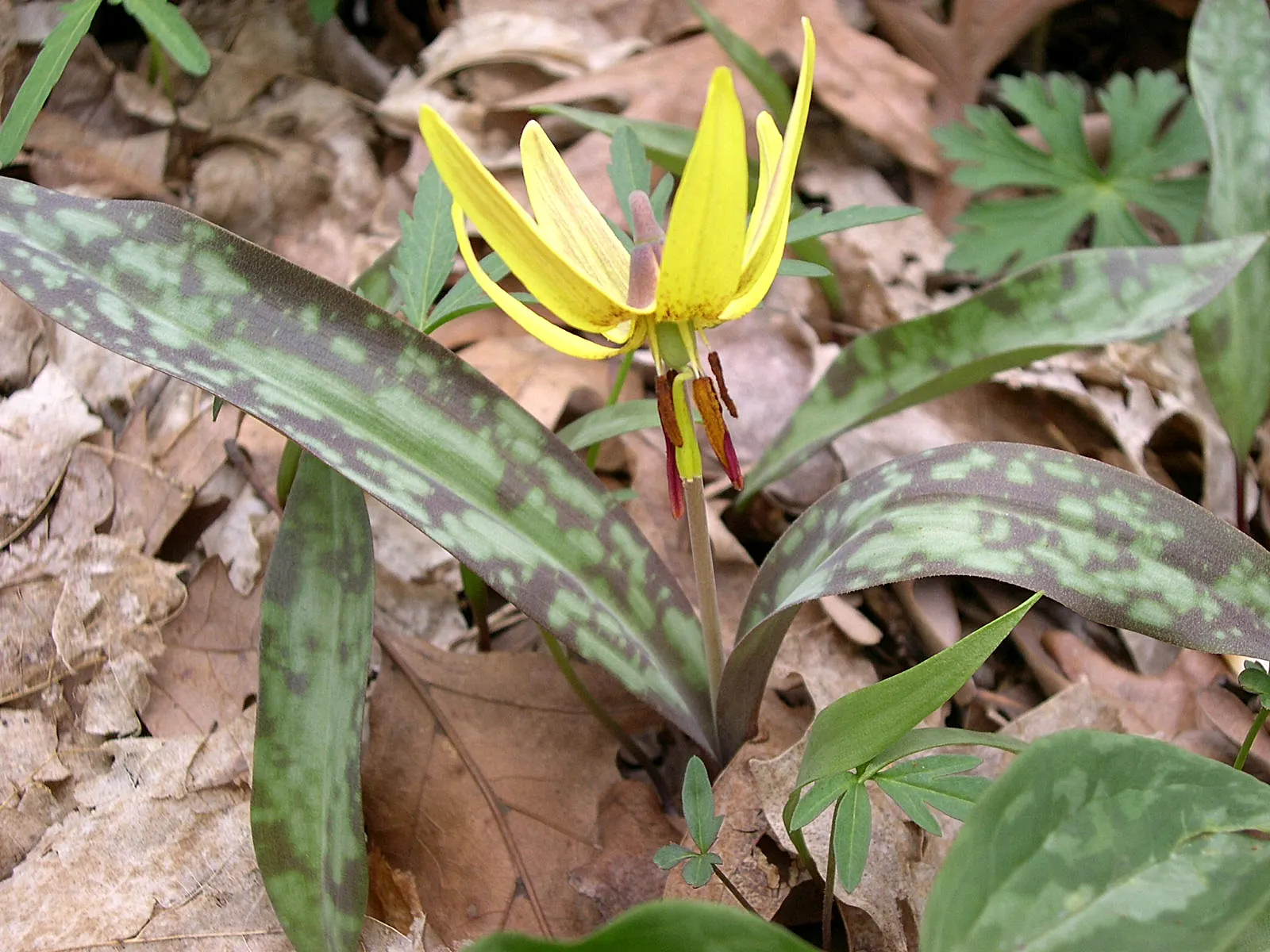 Trout Lily (Erythronium Oreganum) — Erythronium oreganum, or Trout Lily, is a charming spring ephemeral, flourishing in USDA zones 3-9; preferring, image 82