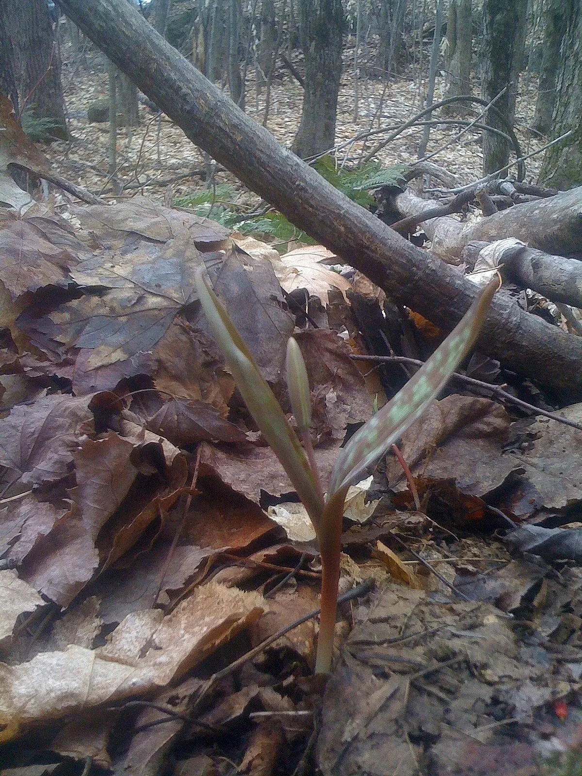 Trout Lily (Erythronium Oreganum) — this plant thrives in dappled shade; in mid to late spring, each plant sends up a singular, nodding yellow or, image 64