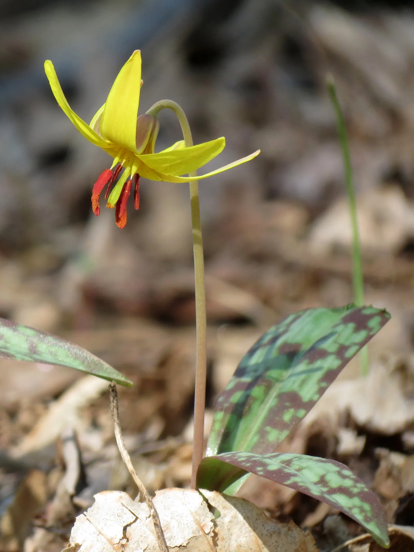 Trout Lily (Erythronium Oreganum) — Showcasing mottled leaves resembling trout patterns, it spans up to 8 inches; with a spread of 4 to 6 inches