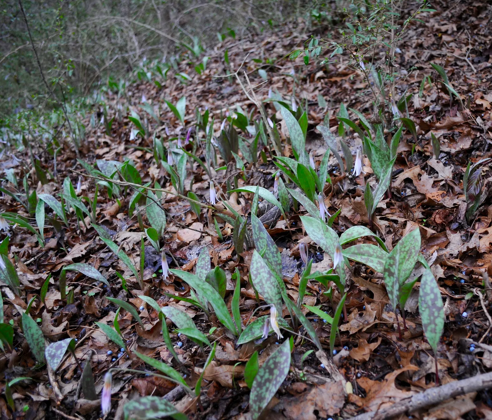 Trout Lily (Erythronium Oreganum) — retreating underground after the flowering period, image 77