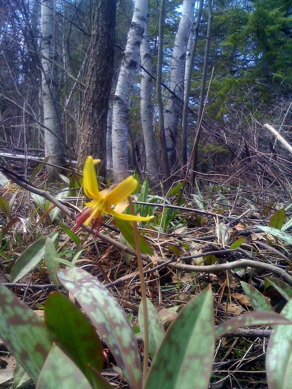 Trout Lily (Erythronium Oreganum) — Showcasing mottled leaves resembling trout patterns, it spans up to 8 inches; with a spread of 4 to 6 inches, image 110