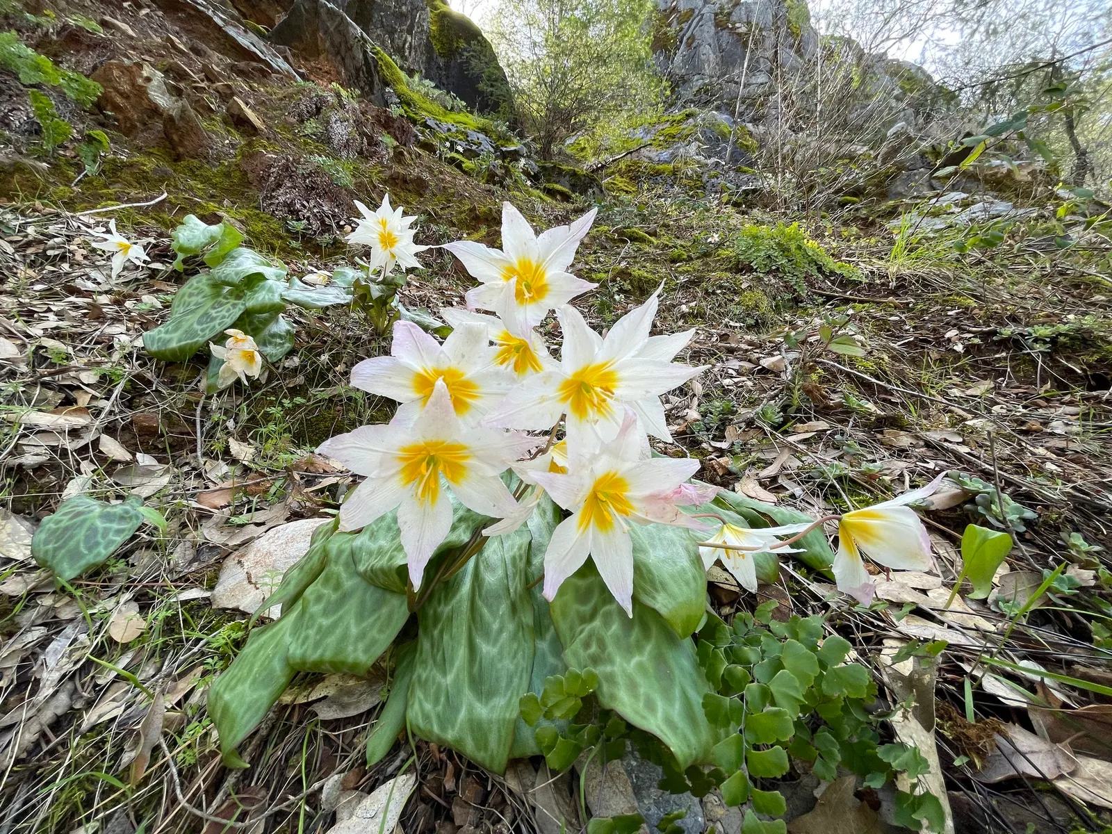 Trout Lily (Erythronium Oreganum) — In April-May, its solitary, drooping yellow flowers, about 1-3 inches across, present atop slender stems
