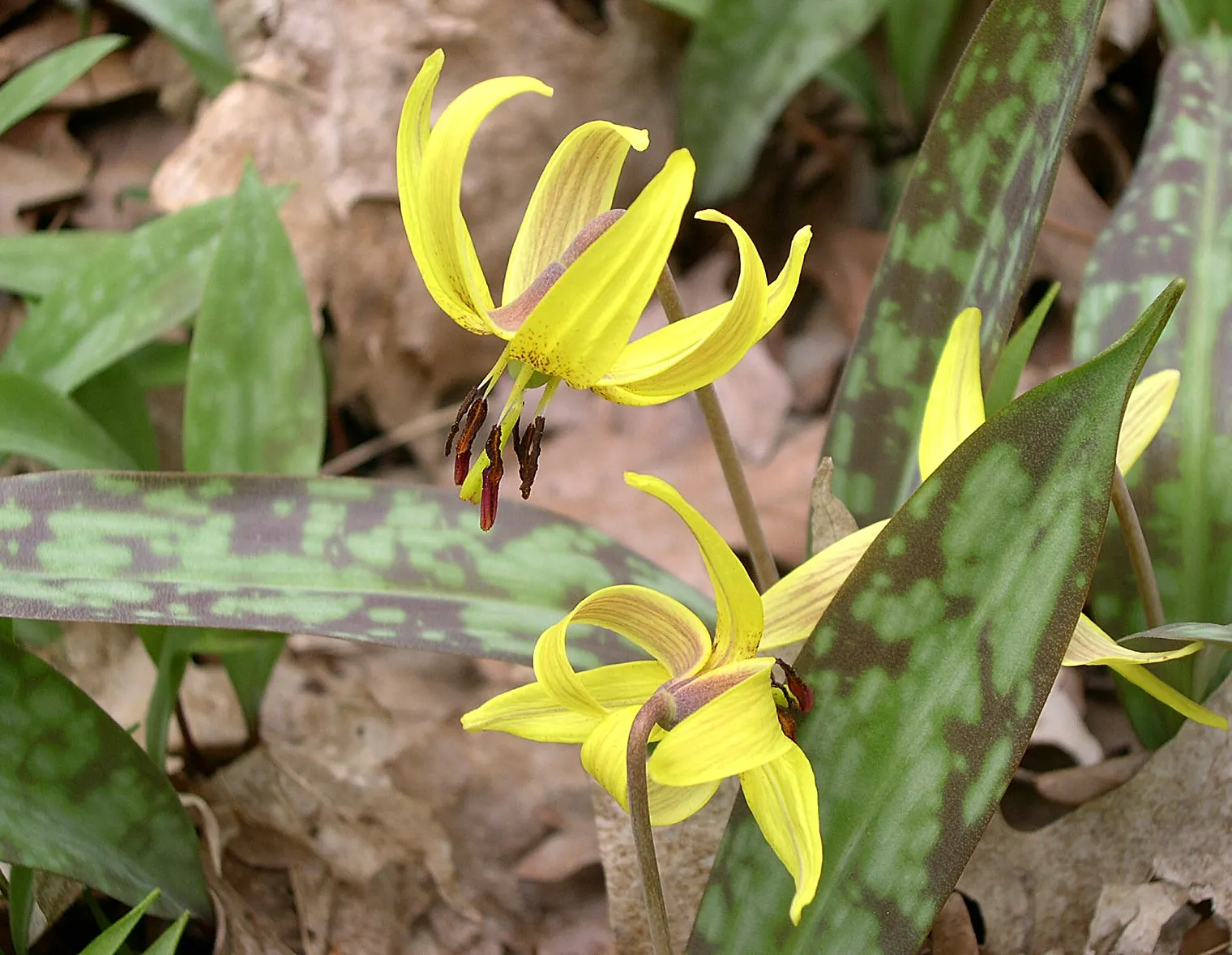 Trout Lily (Erythronium Oreganum) — white flowers in the garden; this plant thrives in dappled shade, image 79