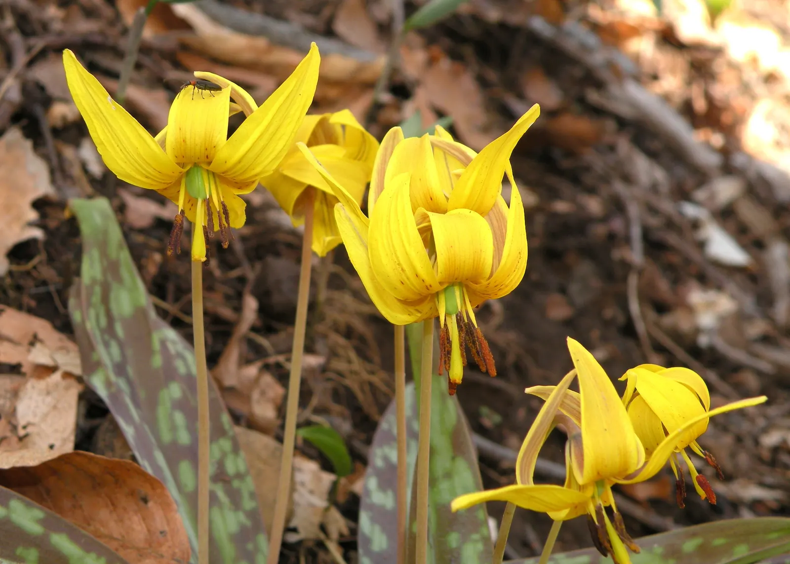 Trout Lily (Erythronium Oreganum) — this plant thrives in dappled shade; in mid to late spring, each plant sends up a singular, nodding yellow or creamy-white