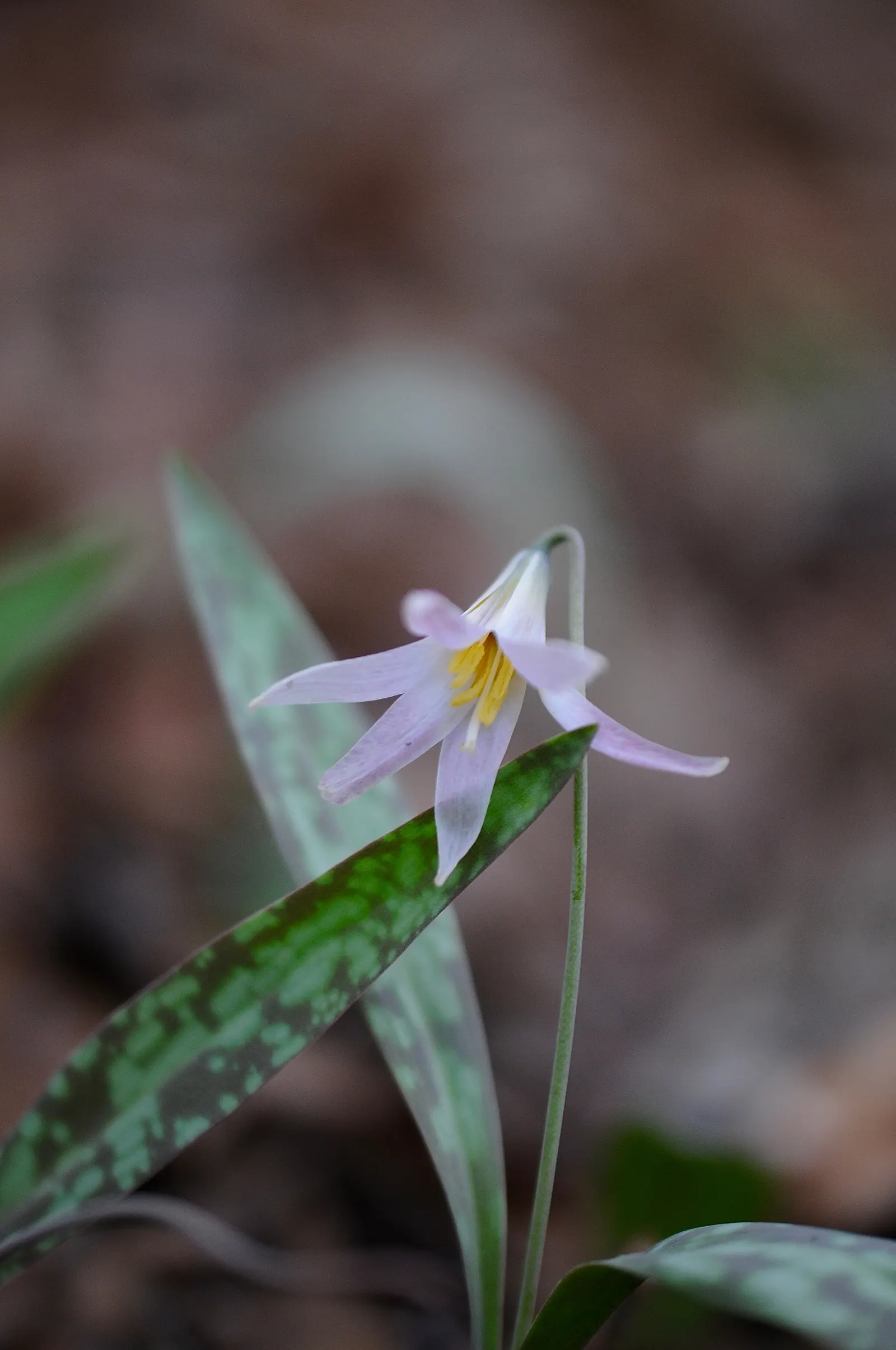 Trout Lily (Erythronium Oreganum) — this plant thrives in dappled shade; in mid to late spring, each plant sends up a singular, nodding yellow or, image 91