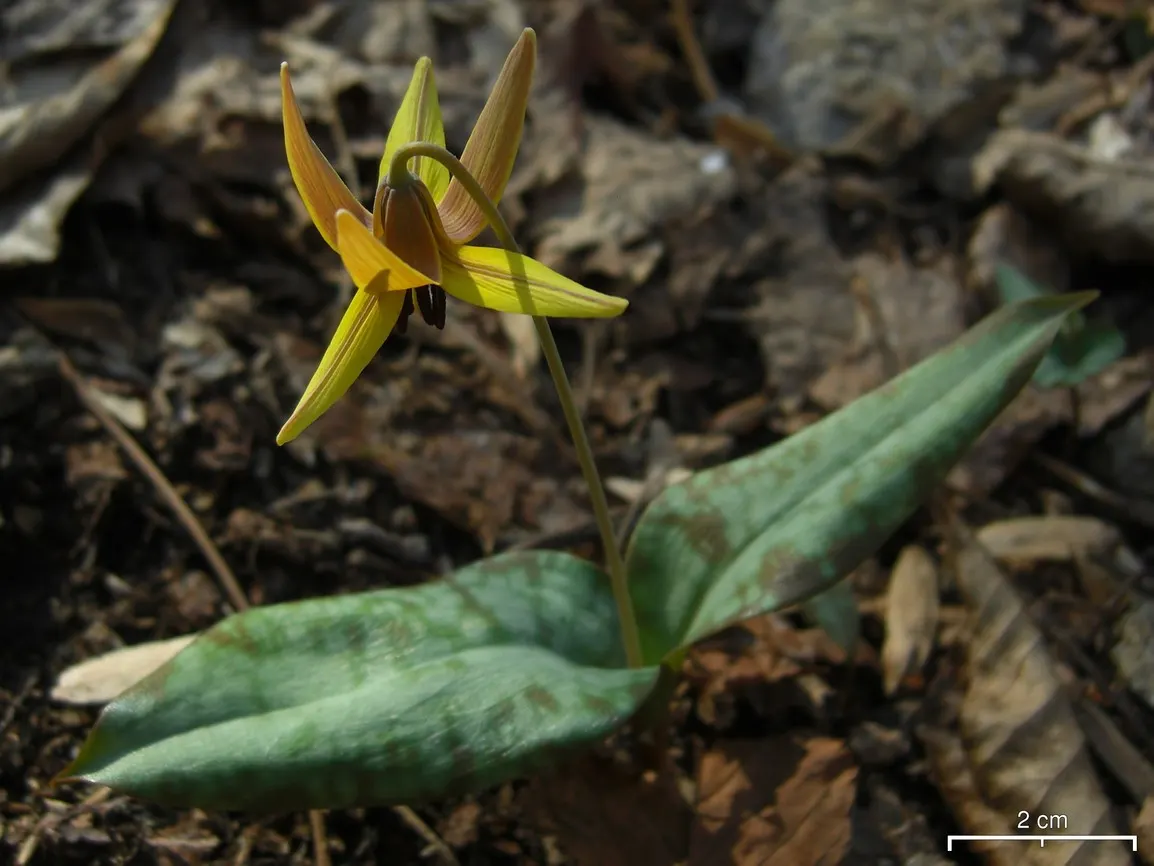 Trout Lily (Erythronium Oreganum) — reminiscent of a trout's patterns; scientifically known as Erythronium oreganum, image 90