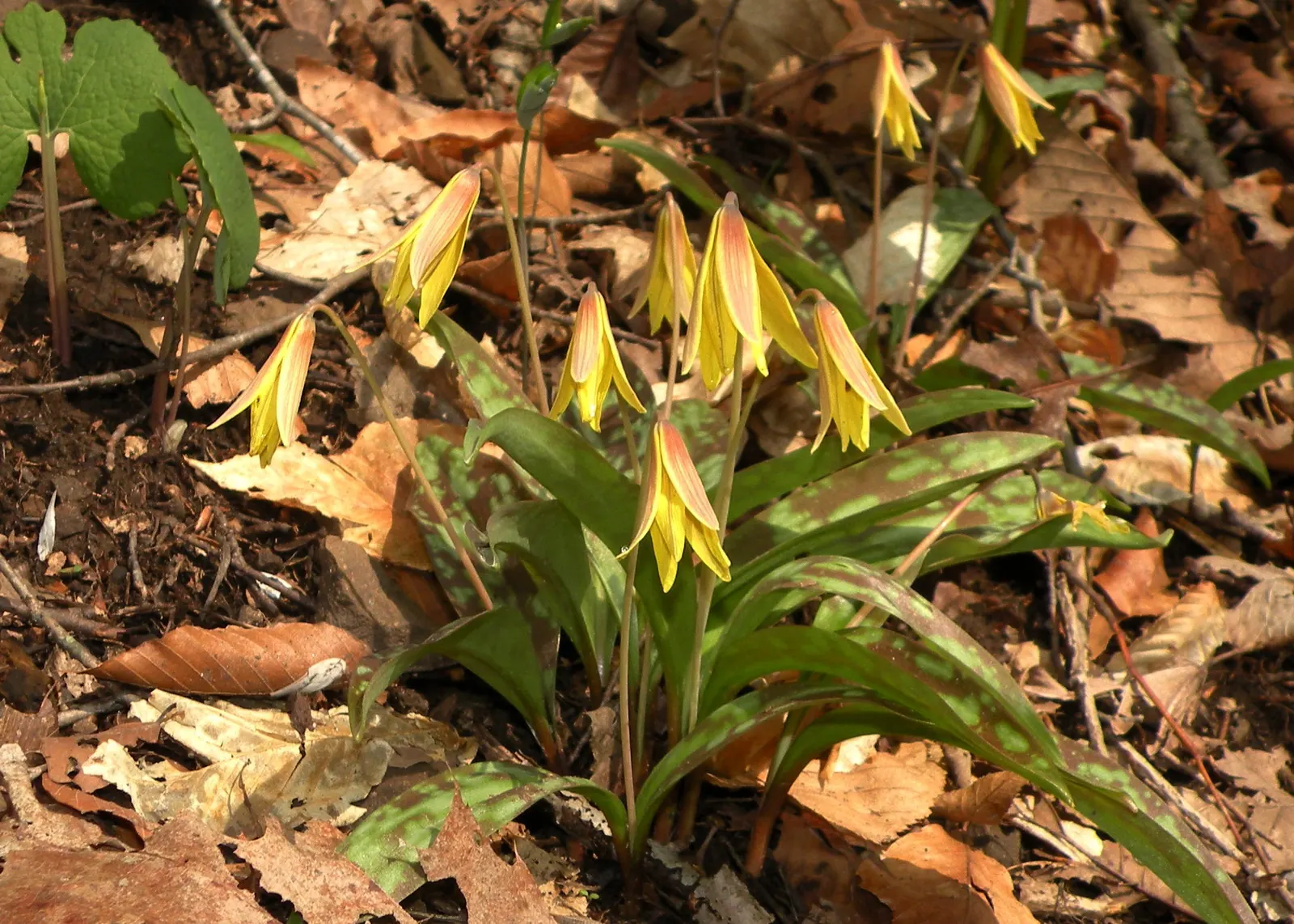 Trout Lily (Erythronium Oreganum) — the Trout Lily is a low-maintenance ground cover that won't overshadow other plants