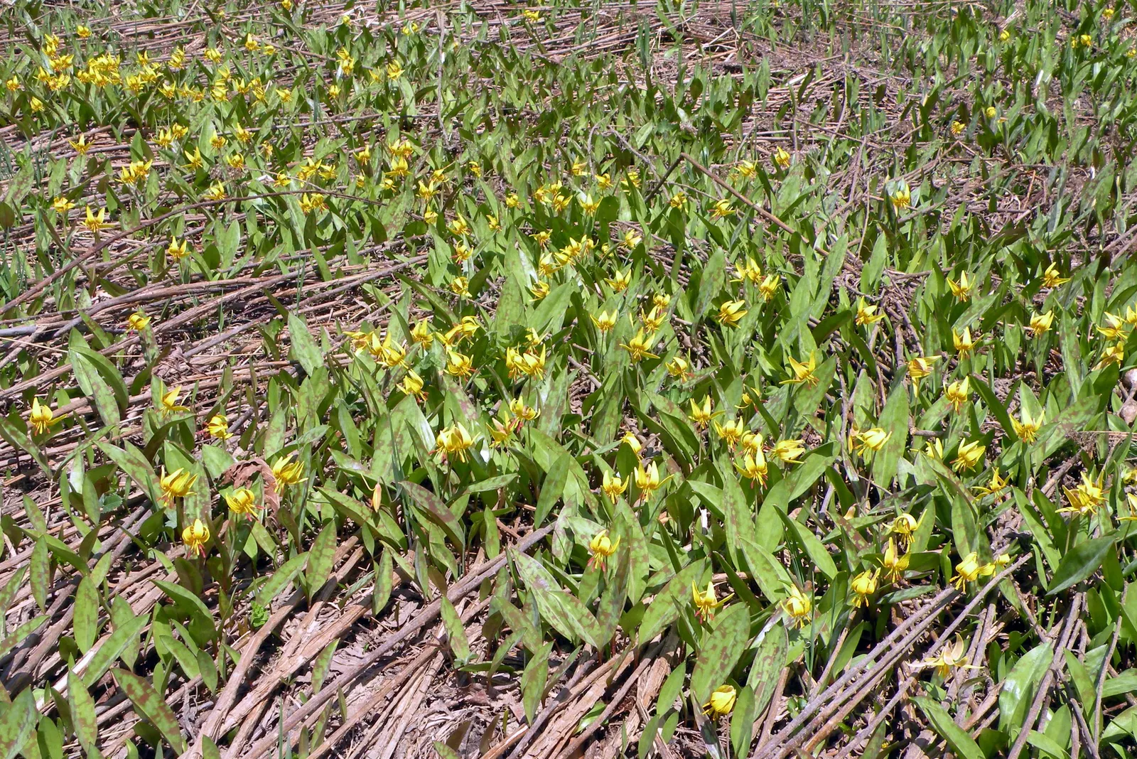 Trout Lily (Erythronium Oreganum) — With its distinctive mottled leaves