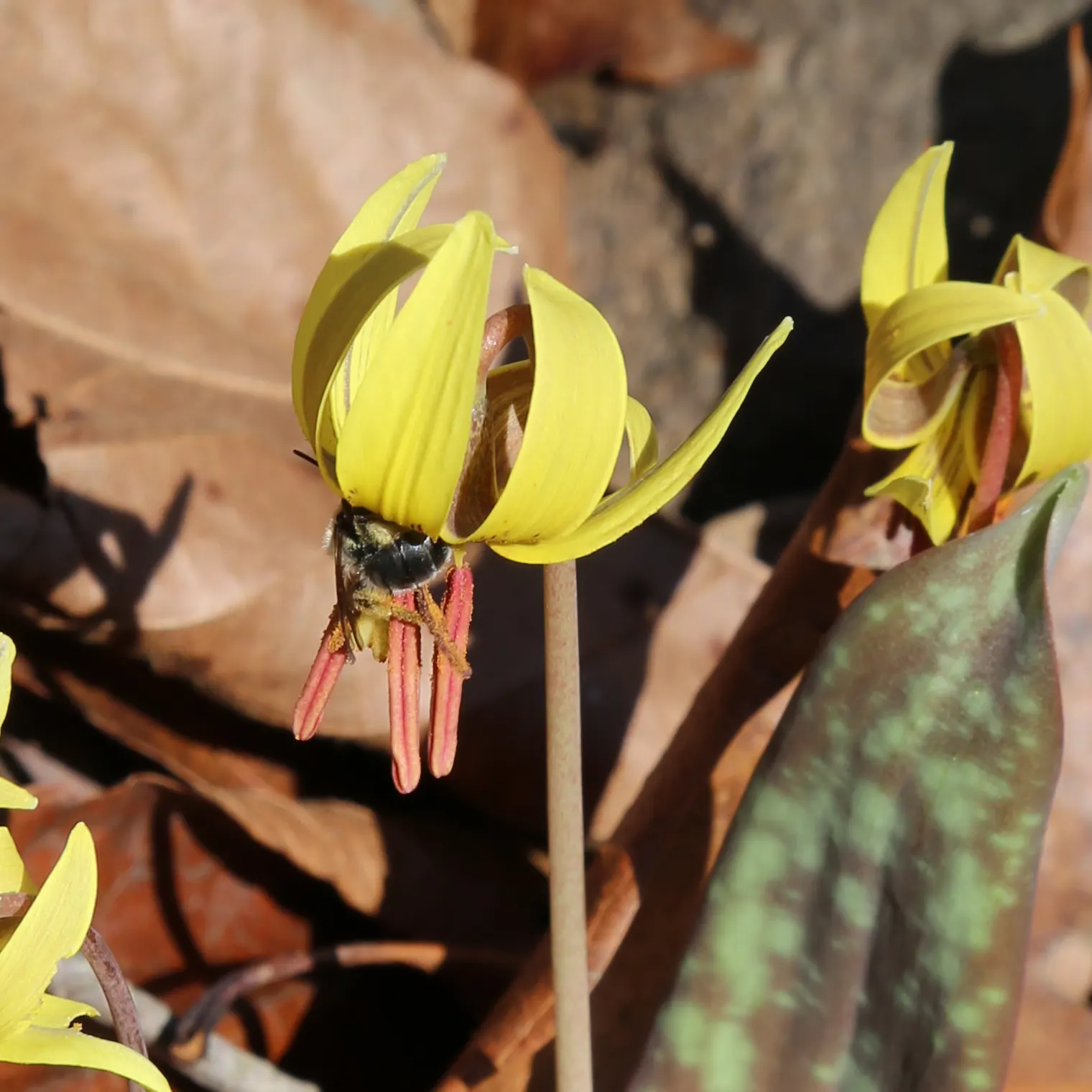Trout Lily (Erythronium Oreganum) — white flowers in the garden; this plant thrives in dappled shade