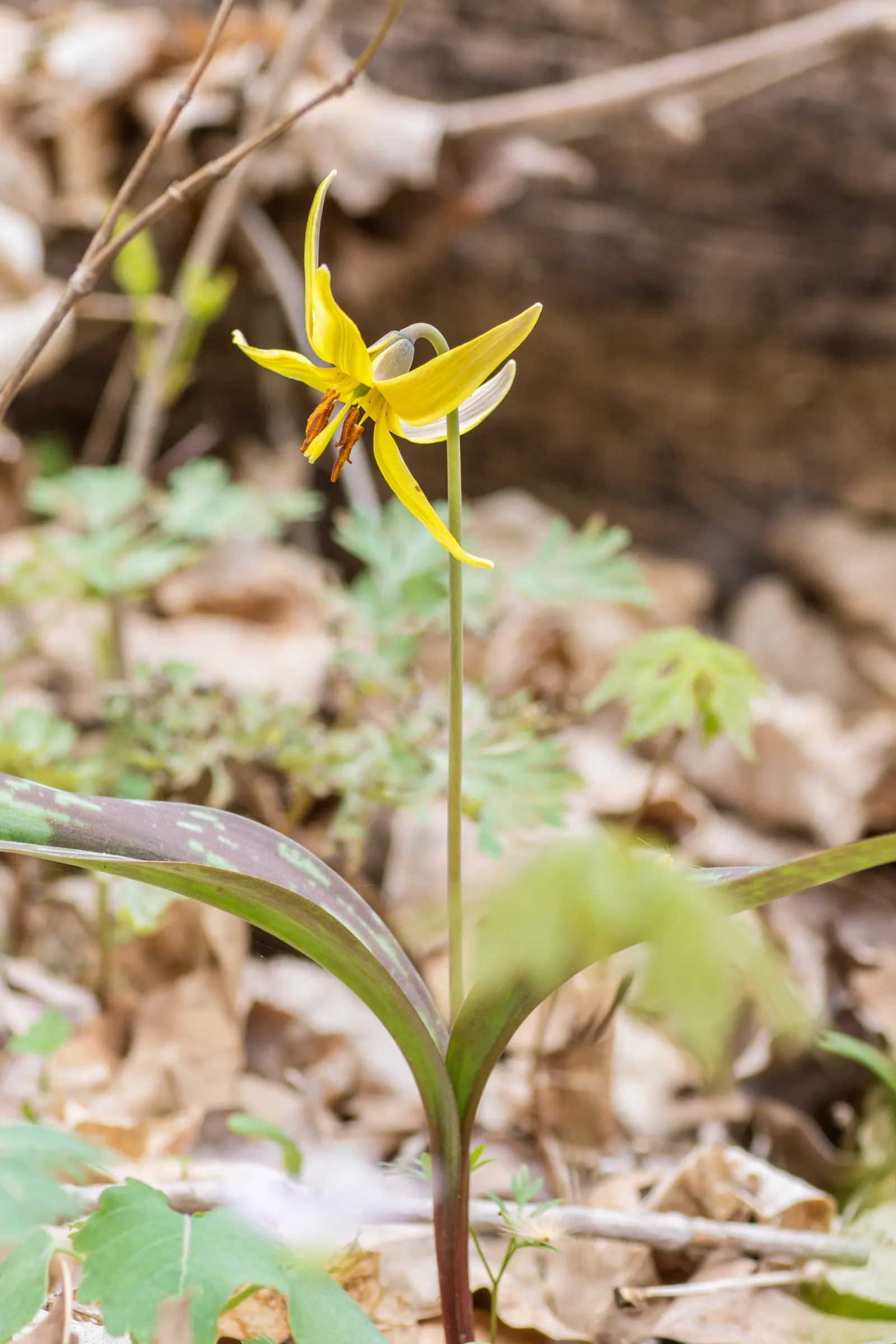 Trout Lily (Erythronium Oreganum) — should be accounted for to ensure proper spacing and propagation expectations; reminiscent of a trout's patterns