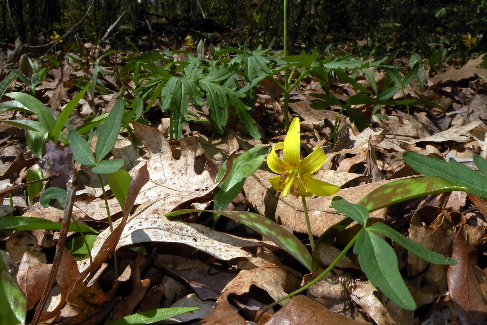 Trout Lily (Erythronium Oreganum) — reminiscent of a trout's patterns; scientifically known as Erythronium oreganum, image 63