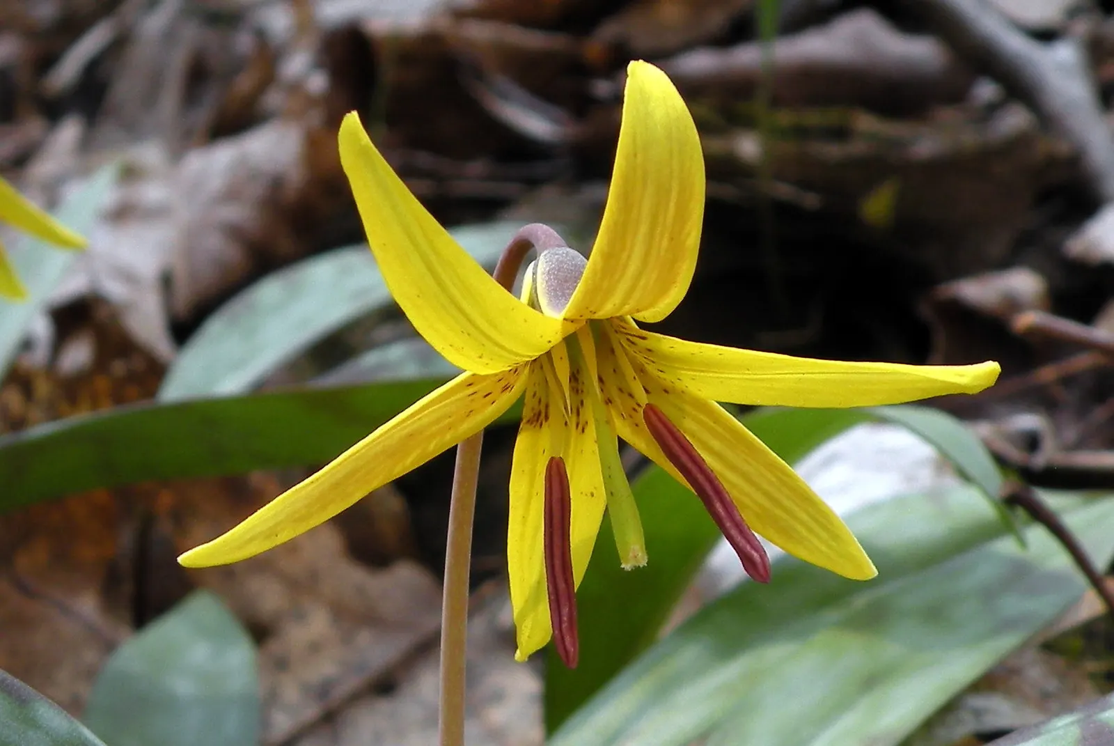 Trout Lily (Erythronium Oreganum) — reminiscent of a trout's patterns