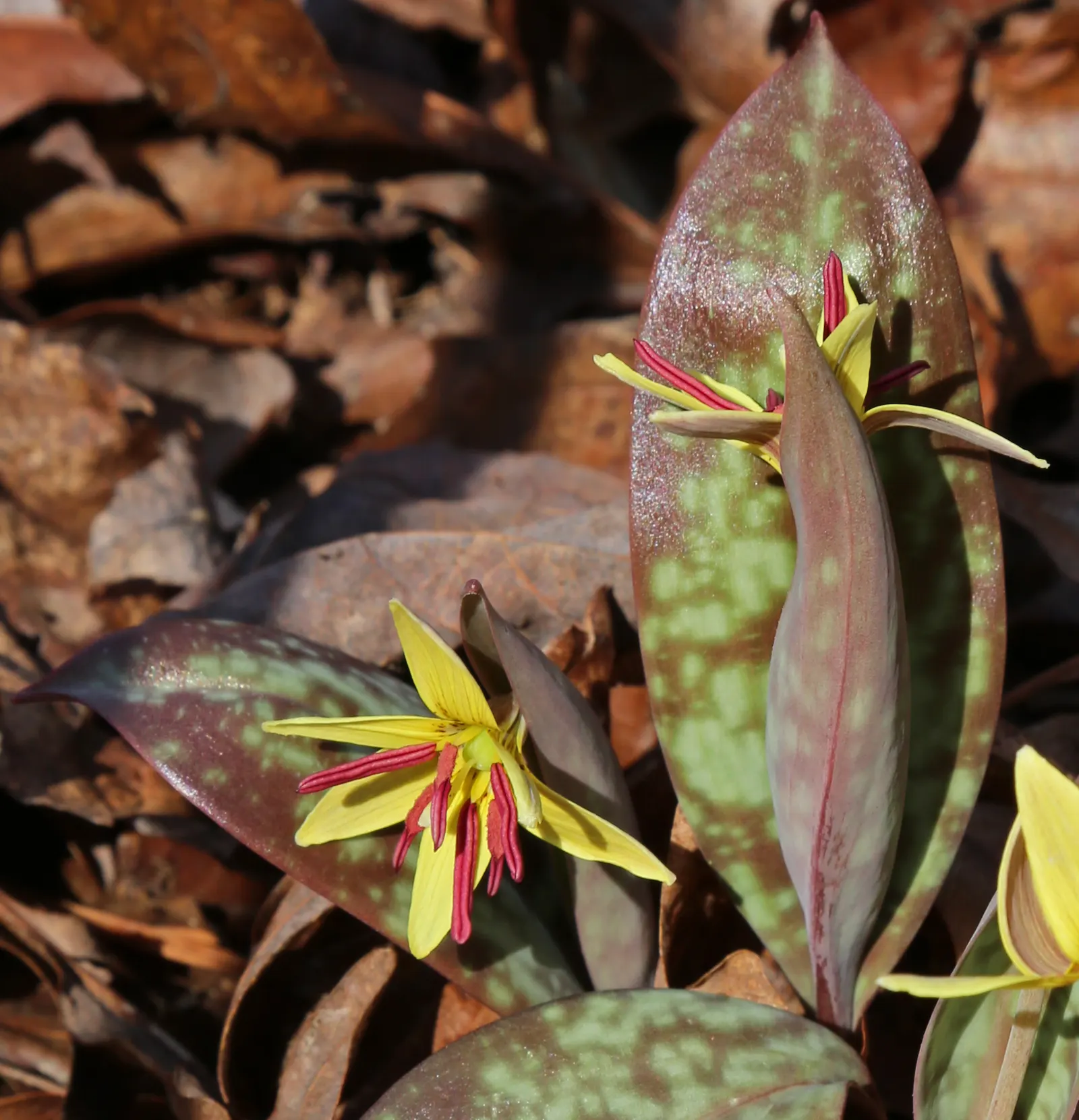Trout Lily (Erythronium Oreganum) — and they flourish in hardiness zones 3 through 9; should be accounted for to ensure proper spacing and, image 96