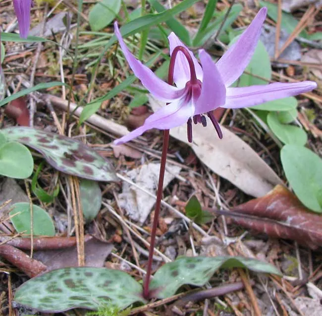 Trout Lily (Erythronium Oreganum) — retreating underground after the flowering period