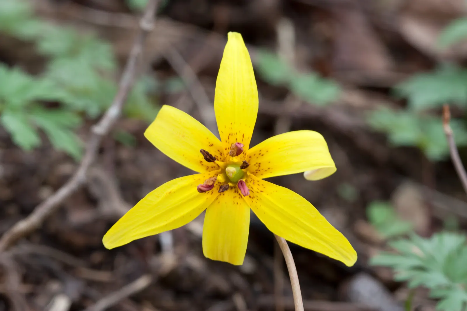 Trout Lily (Erythronium Oreganum) — scientifically known as Erythronium oreganum
