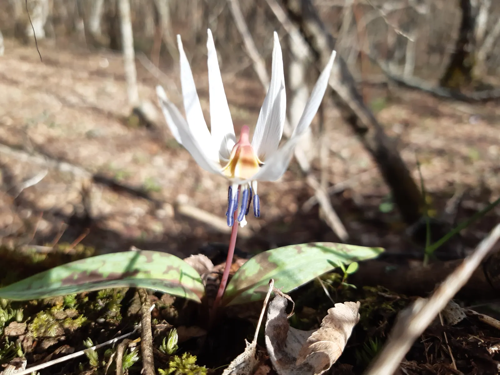 Trout Lily (Erythronium Oreganum) — In April-May, its solitary, drooping yellow flowers, about 1-3 inches across, present atop slender stems, image 111