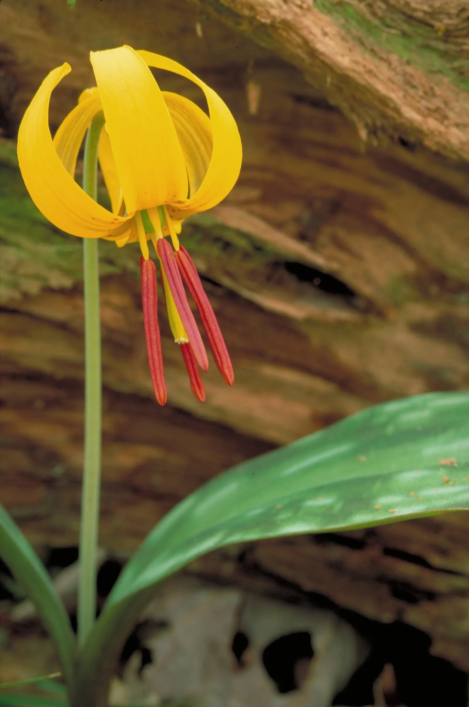 Trout Lily (Erythronium Oreganum) — bulb with white blooms; when incorporating Erythronium oreganum into your landscape design, image 80