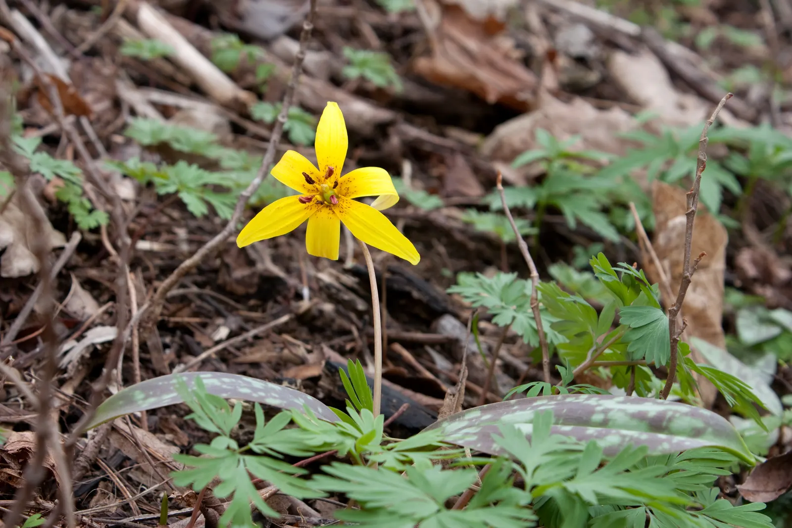 Trout Lily (Erythronium Oreganum) — scientifically known as Erythronium oreganum; the Trout Lily is a low-maintenance ground cover that won't, image 87
