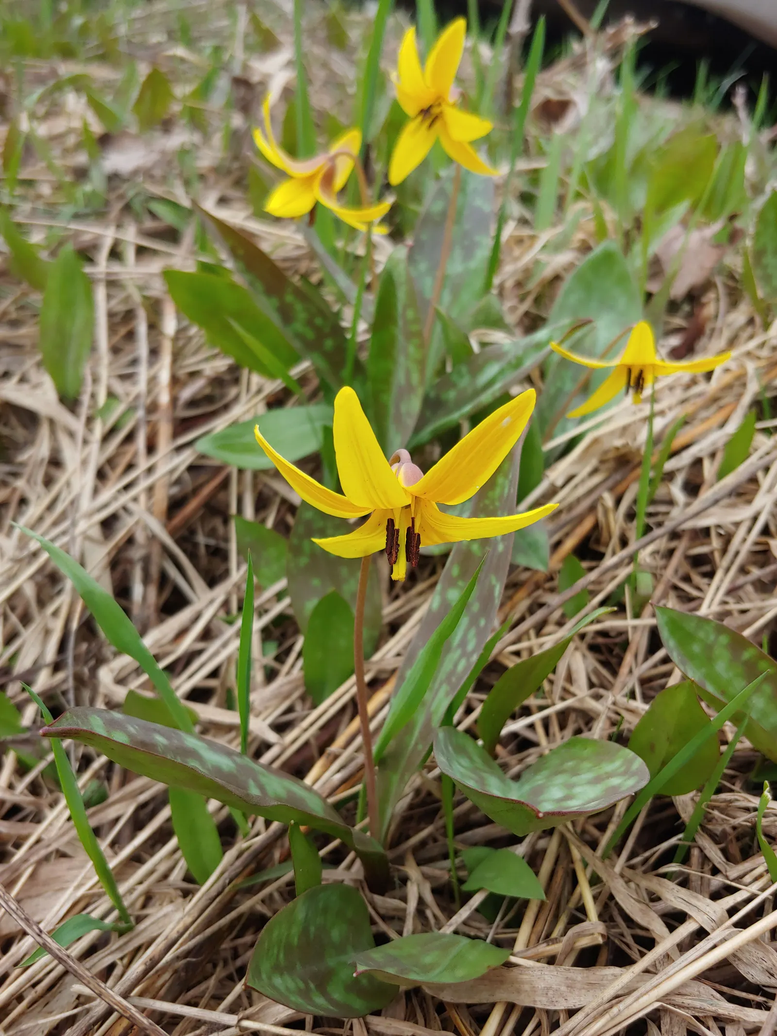 Trout Lily (Erythronium Oreganum) — Showcasing mottled leaves resembling trout patterns, it spans up to 8 inches; with a spread of 4 to 6 inches, image 56