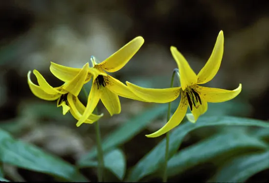 Trout Lily (Erythronium Oreganum) — They are tolerant of a pH range from mildly acidic to neutral
