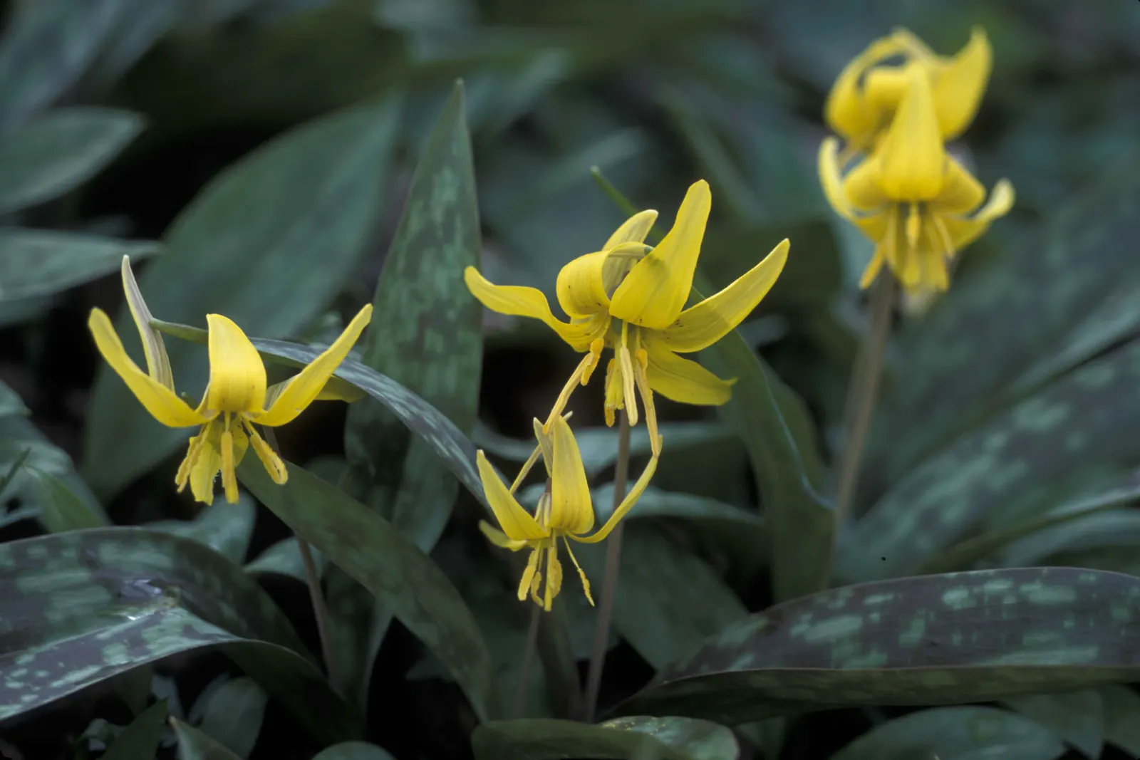 Trout Lily (Erythronium Oreganum) — Showcasing mottled leaves resembling trout patterns, it spans up to 8 inches