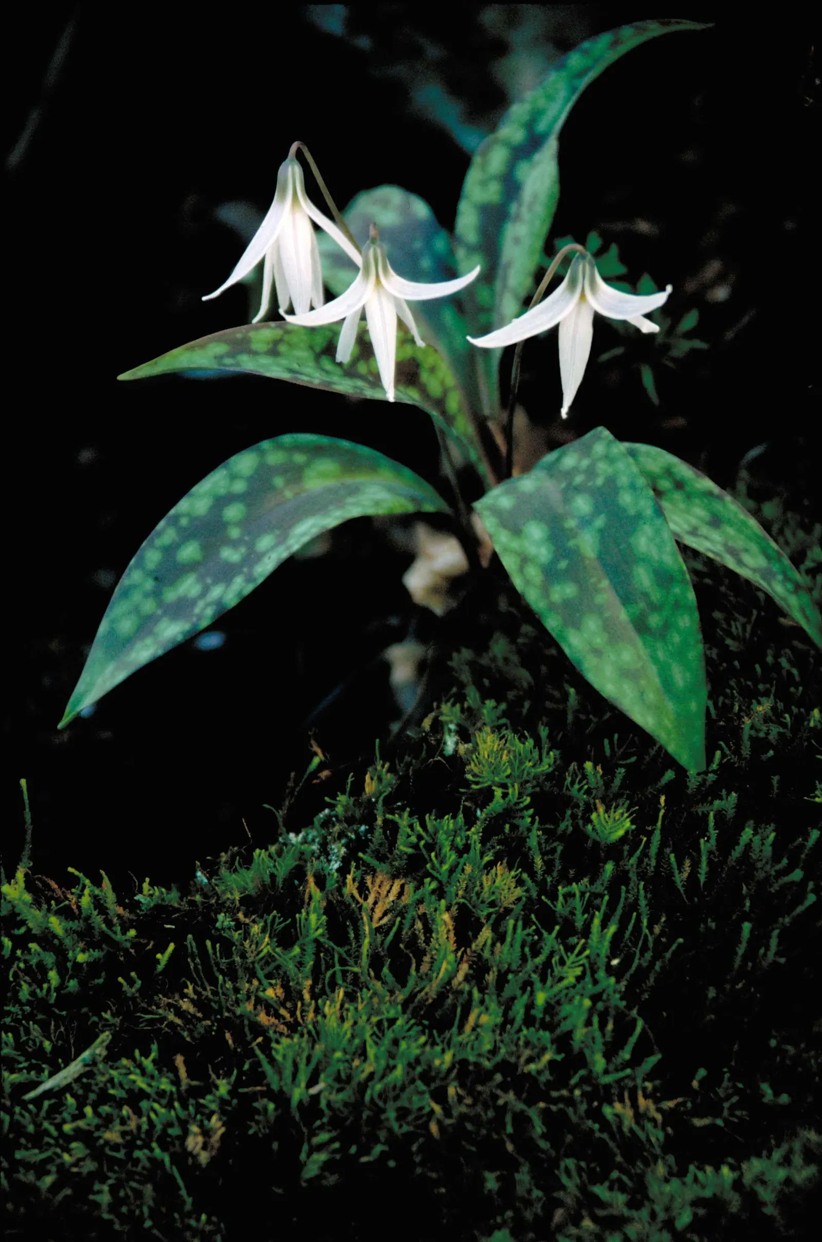 Trout Lily (Erythronium Oreganum) — scientifically known as Erythronium oreganum; the Trout Lily is a low-maintenance ground cover that won't overshadow other