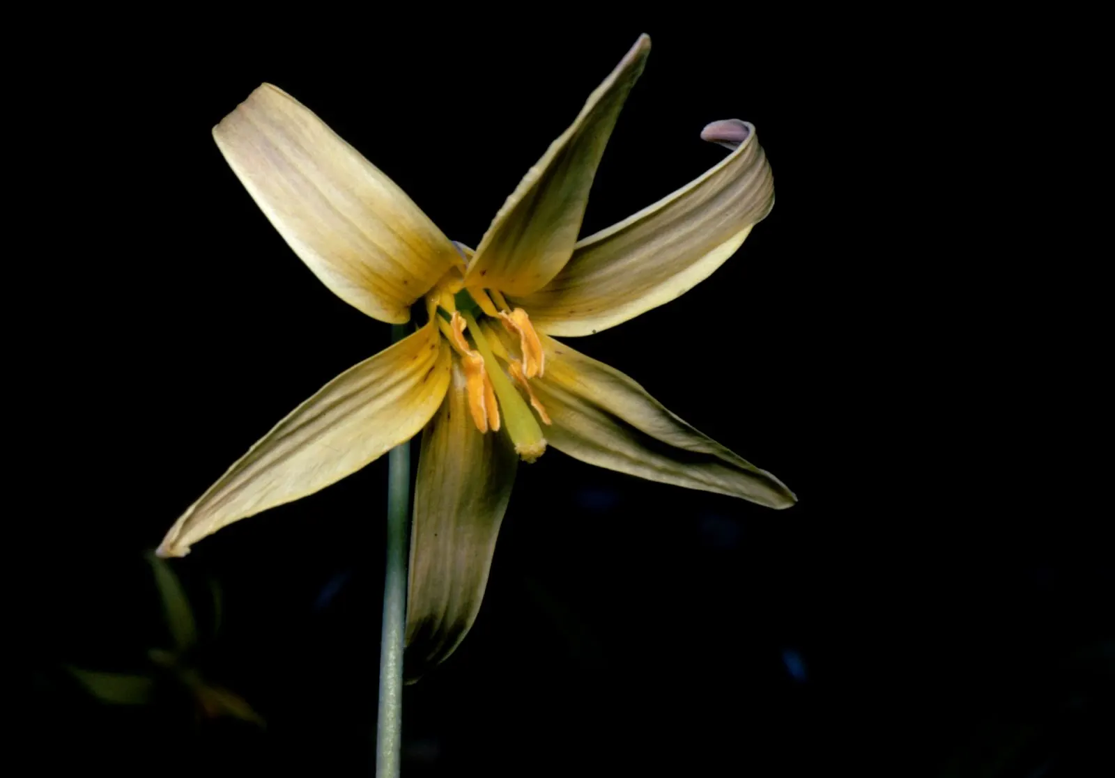 Trout Lily (Erythronium Oreganum) — white flowers in the garden