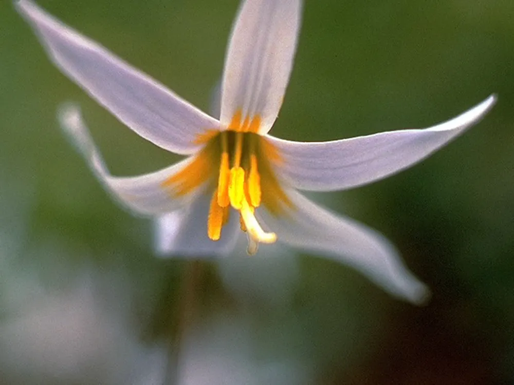 Trout Lily (Erythronium Oreganum) — well-drained soils rich in organic matter, image 95