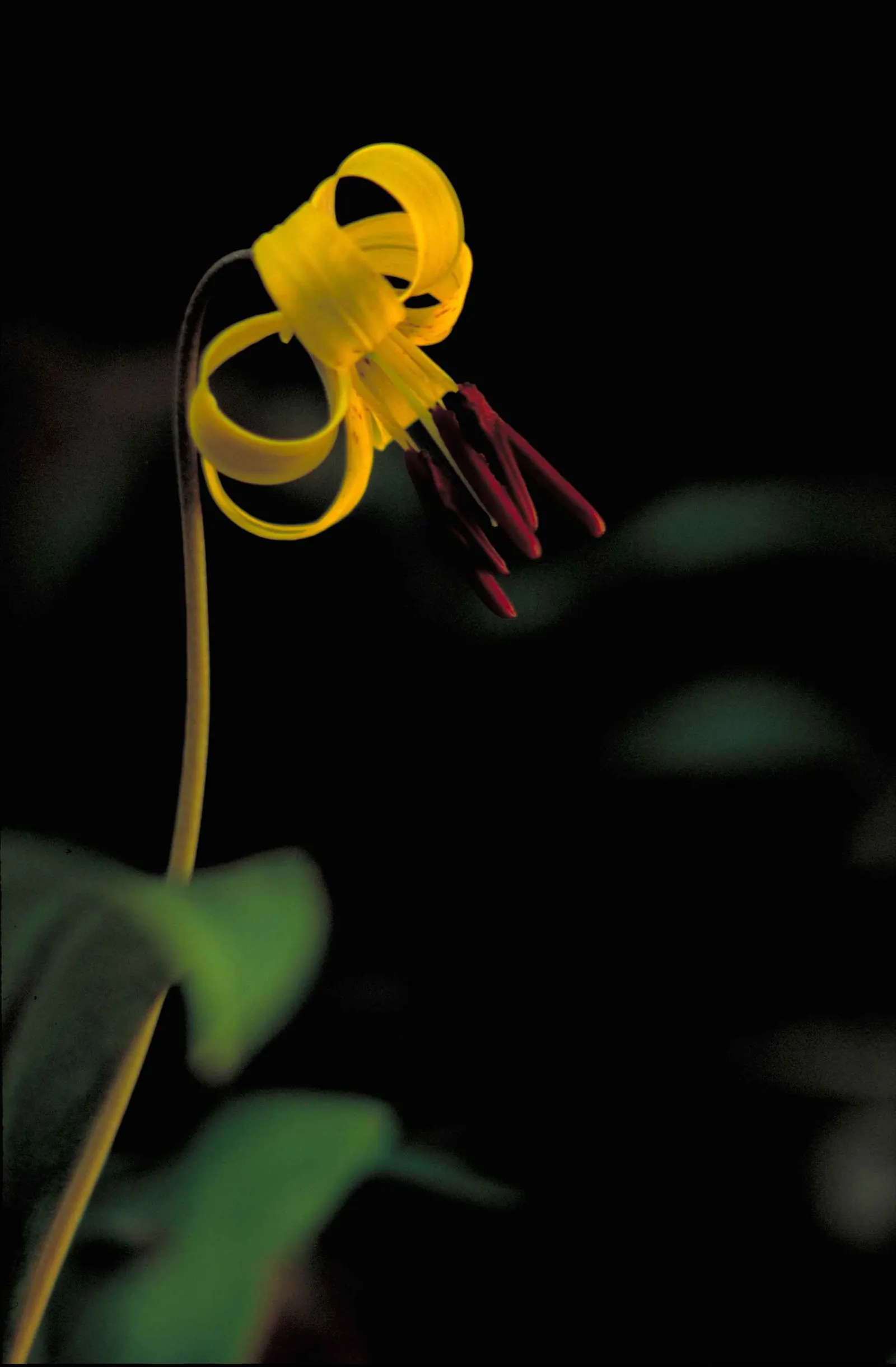 Trout Lily (Erythronium Oreganum) — allowing other summer-blooming plants to take center stage