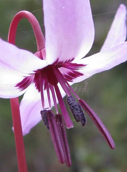 Trout Lily (Erythronium Oreganum) — reminiscent of a trout's patterns; scientifically known as Erythronium oreganum