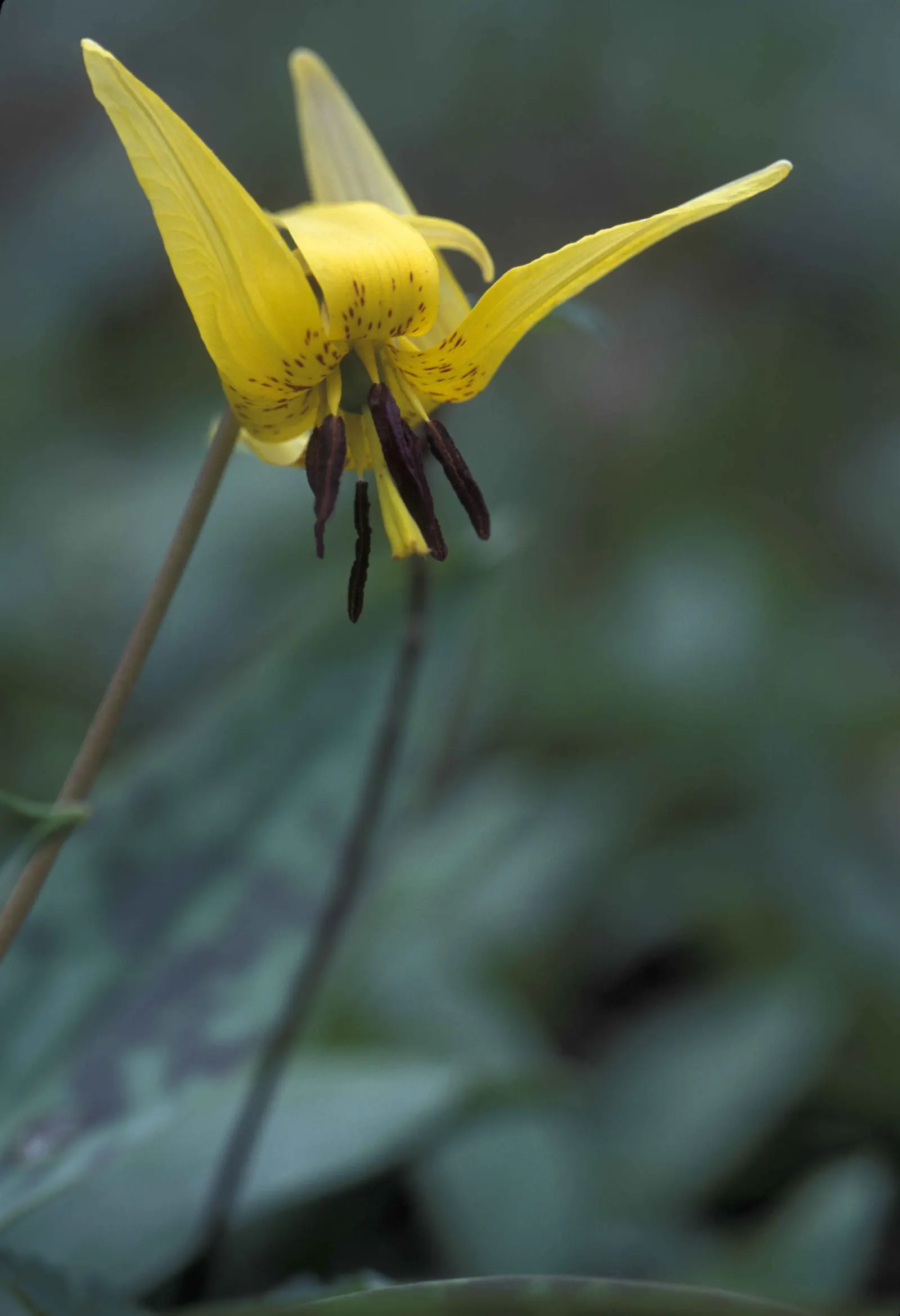 Trout Lily (Erythronium Oreganum) — consider its need for a winter chill period to bloom abundantly; and they flourish in hardiness zones 3 through 9