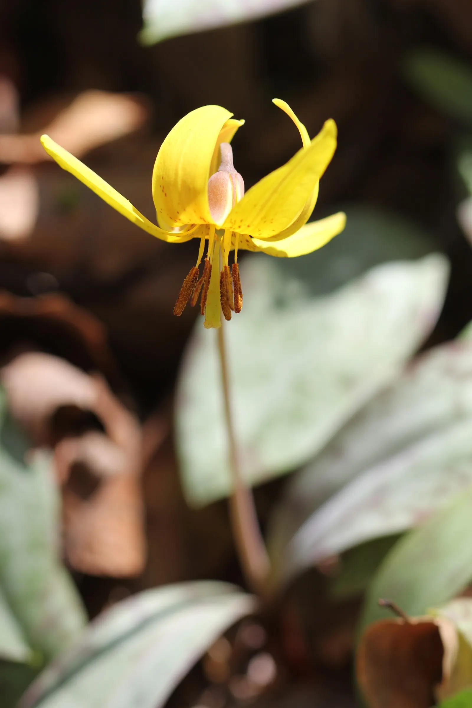 Trout Lily (Erythronium Oreganum) — Ideal for naturalizing, it offers subtle beauty and low maintenance, image 59