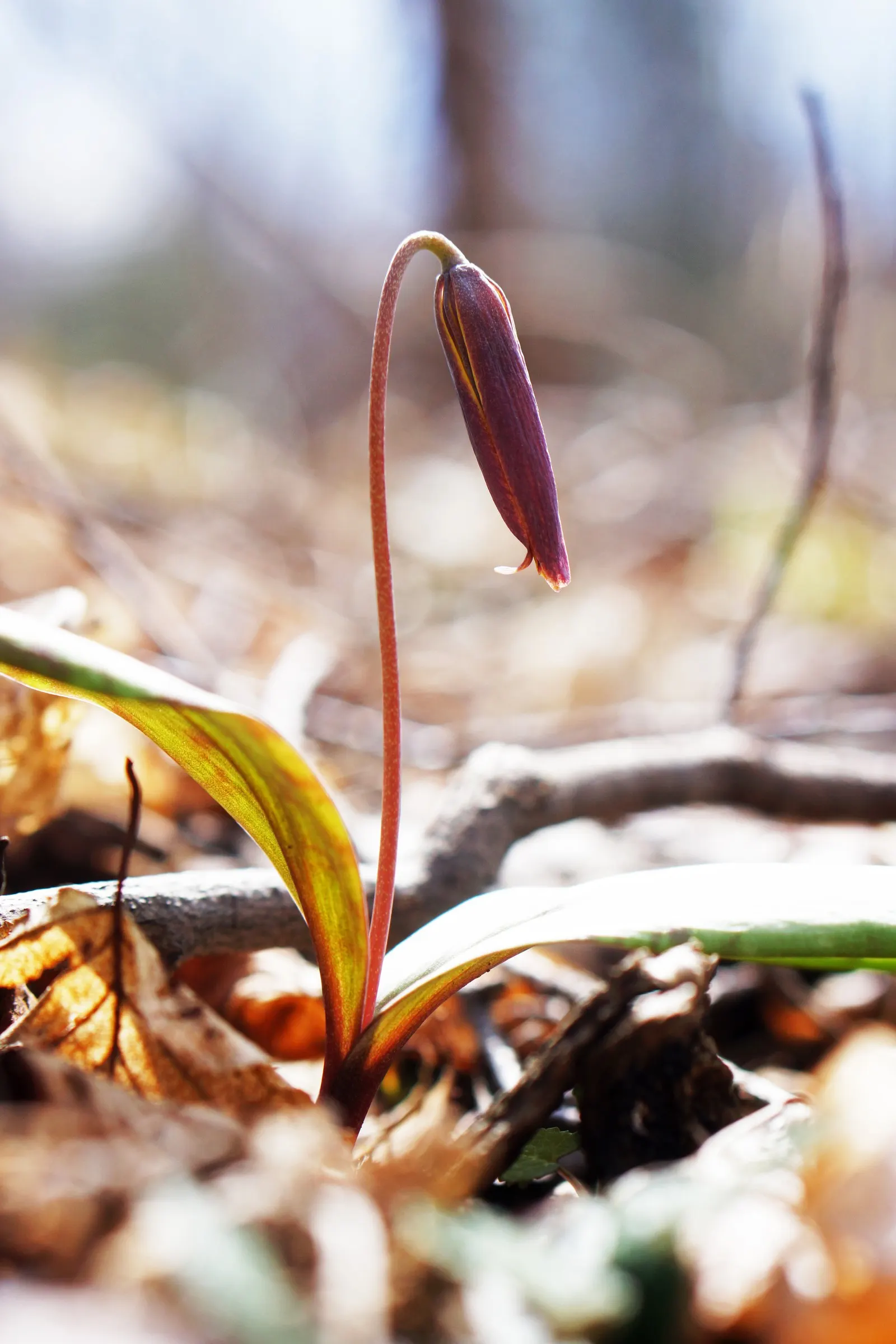 Trout Lily (Erythronium Oreganum) — allowing other summer-blooming plants to take center stage; in April-May, its solitary, drooping yellow, image 78